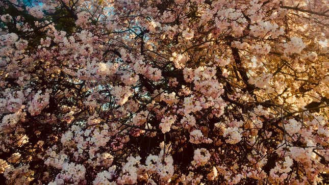 Cherry blossoms.