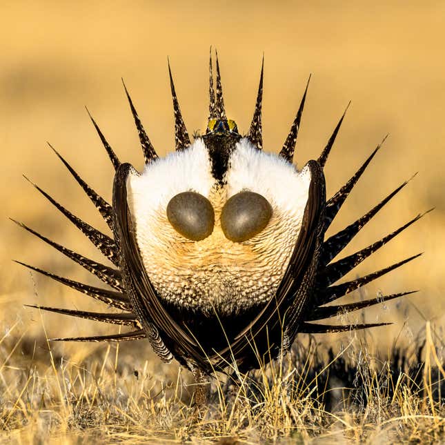 A male sage grouse spreading its feathers.