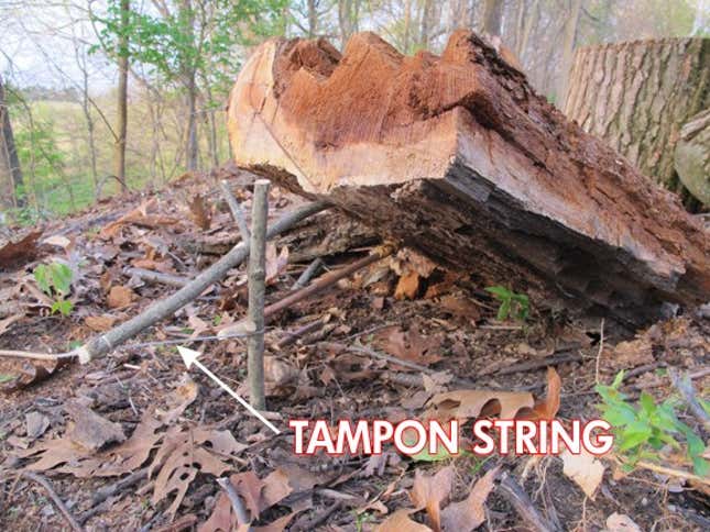 Image for article titled The Swiss Army Tampon: A Life-Saving Wilderness Survival Tool