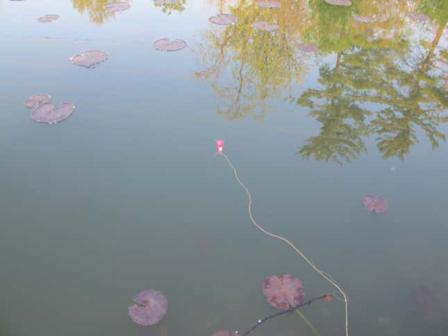 Image for article titled The Swiss Army Tampon: A Life-Saving Wilderness Survival Tool