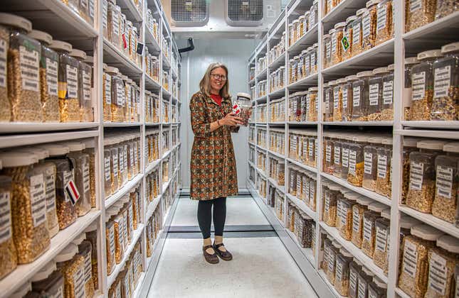 Denise Costich, head of the maize collection at CIMMYT’s germplasm bank in Texcoco, holds up a sample of native maize from Oaxaca.