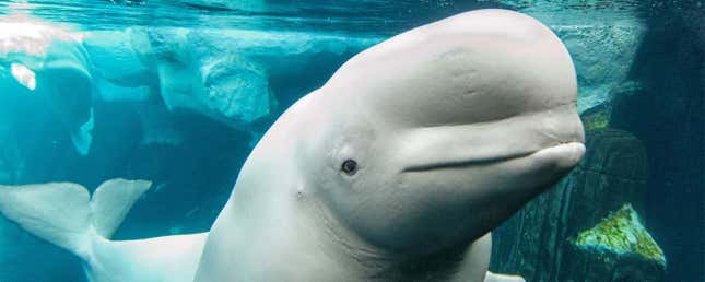 水族館の水槽の中から悲しそうにこちらを見つめるシロイルカ。