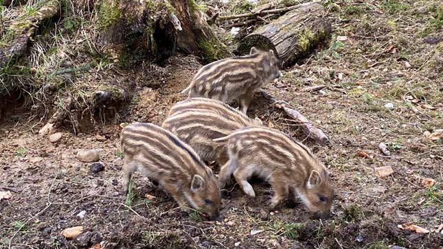 Young boars spotted by the team's hunting collaborator.