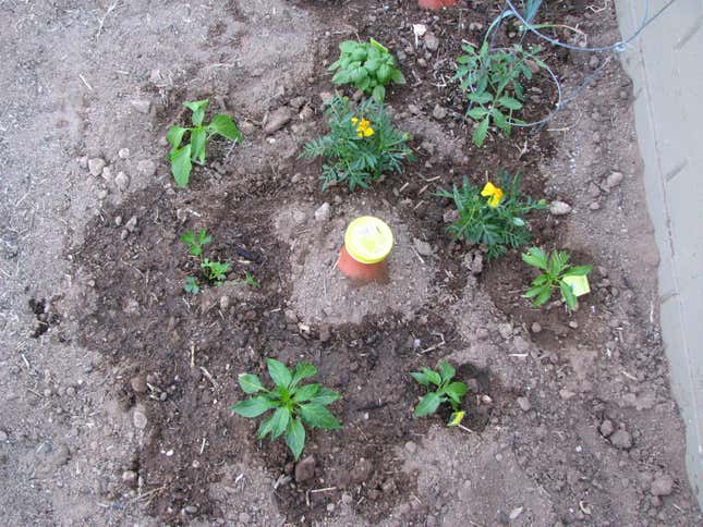 Buried olla