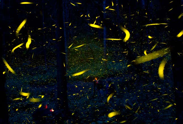 Tinder, but for fireflies.