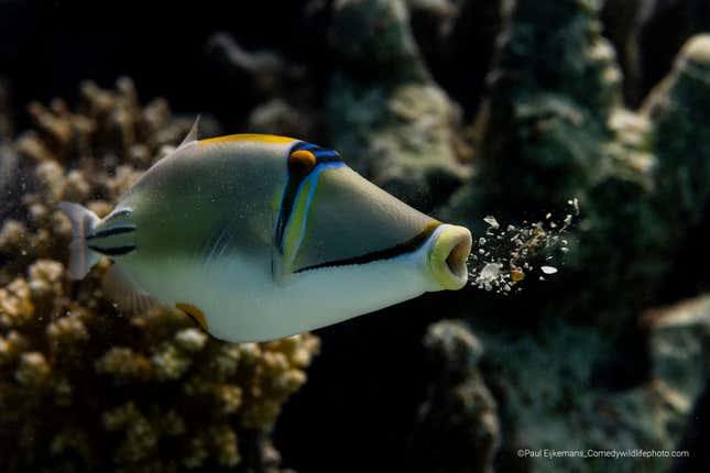 A Picasso triggerfish exhales coral.