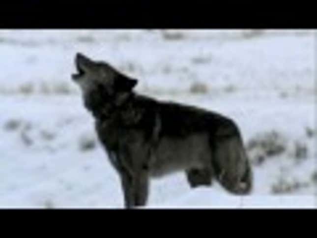 Auto-Tuned Wolves: Your New Summer Jam
