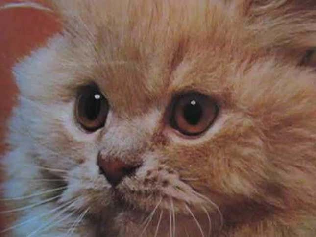 Hello, Kitty! Let's Celebrate National Cat Day!