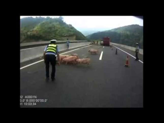 Chinese Truck Crash Leads To Silly Highway Pig Chase