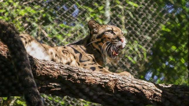 Clouded leopard Nova yawns while sitting on a tree.