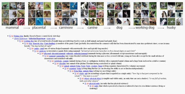 The ImageNet hierarchy derived from WordNet.
