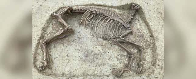 Imagen para el artículo titulado Encuentran un caballo sin cabeza enterrado en un cementerio medieval