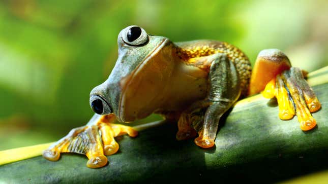 Close-up of a frog on a tree branch