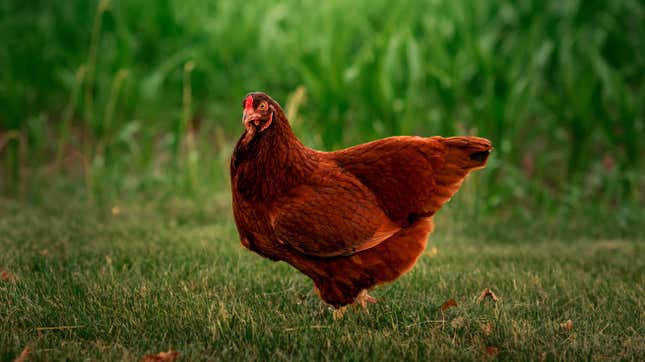 Image for article titled 16 of the Best Backyard Chicken Breeds If You’re About That Life