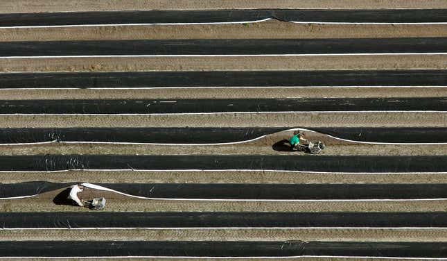 Image for article titled Aerial photos reveal the hypnotic geometry of farming