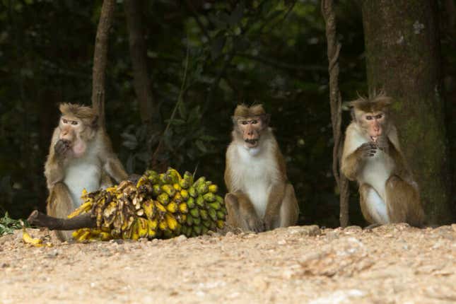 China wants 100,000 Sri Lankan macaques