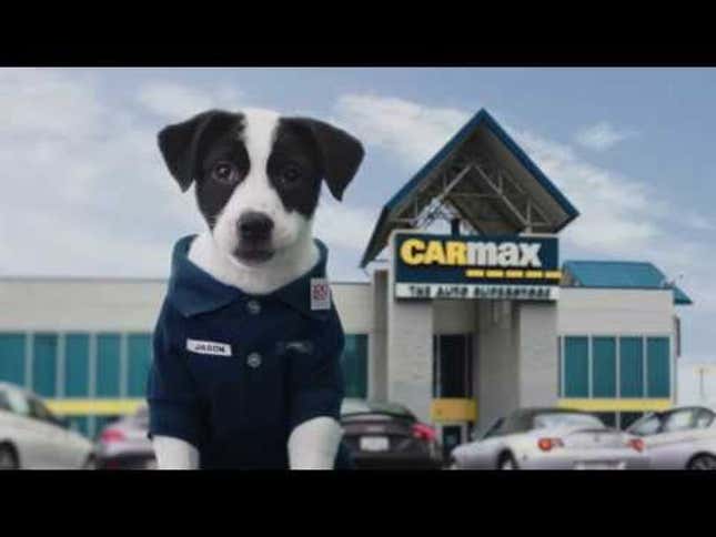 CarMax Has An All-Puppy Version Of Their Super Bowl Commercial