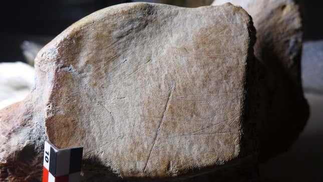 Cut marks on the heel bone of a male straight-tusked elephant, which was about 50 years old when it died.