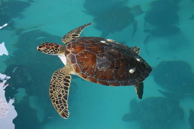 Imagen para el artículo titulado Alguien ha apuñalado en el cuello a docenas de tortugas en una isla de Japón