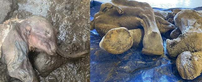 Imagen para el artículo titulado Encuentran los restos de un bebé mamut de 30.000 años perfectamente conservado