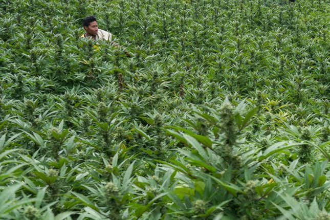 A farmer in Toribío, Colombia, walks through one of his marijuana fields. Cauca, the department where the municipality sits, is now one of the country’s main pot-growing regions, experts say.