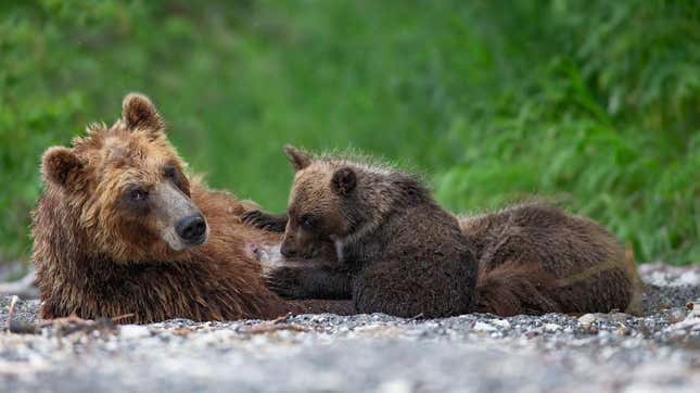 mama bear and baby bear