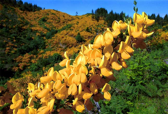 A valley near Sutherlin, Oregon, is completely covered in Scotch broom on June 3, 1999.