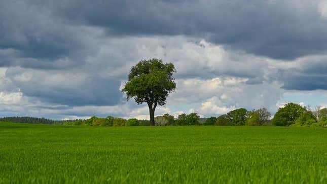 A single tree growing in a green grass field under a cloudy blue sky