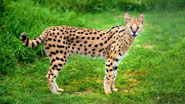 A serval (Leptailurus serval).