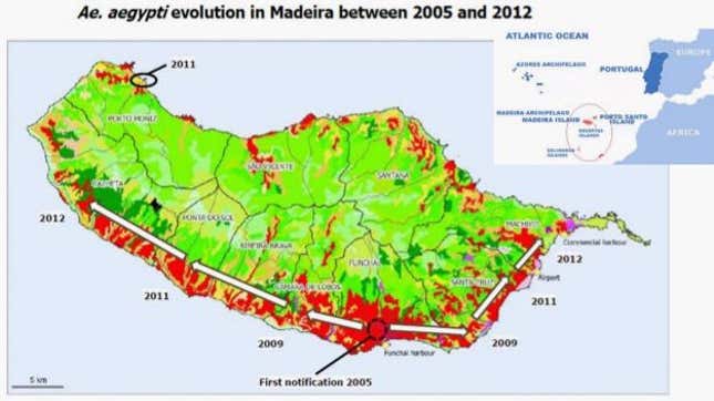 Aedes aegypti’s spread in Madeira.