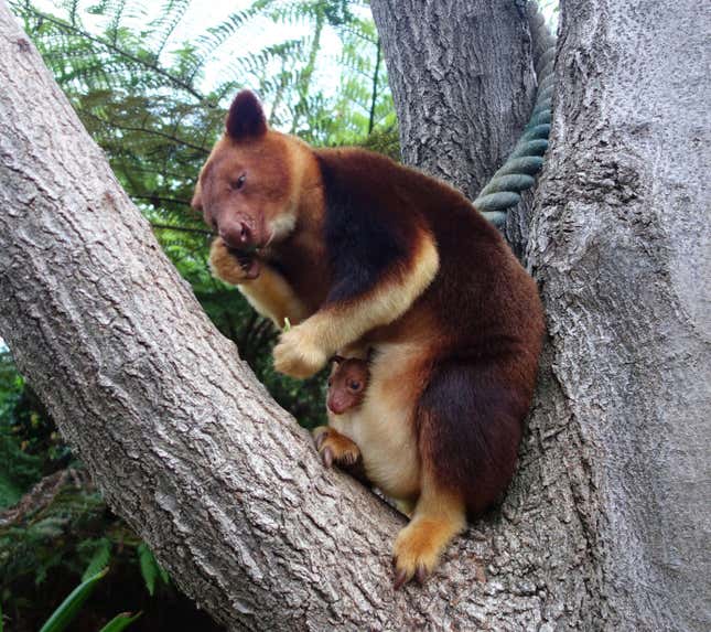 A tree kangaroo and her joey.