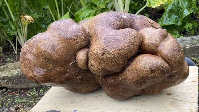 Imagen para el artículo titulado La patata más grande del mundo es tan ridículamente grande que no está claro que sea una patata