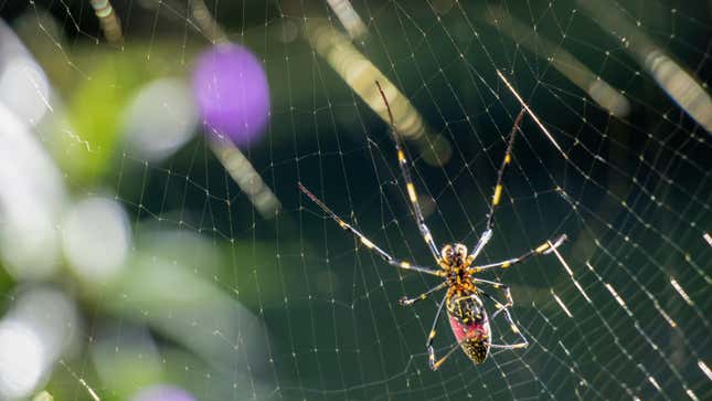 形象篇题为不要# 39;t怪异的巨型蜘蛛会在今年夏天从天上掉下来