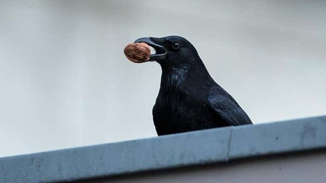 Crows Are Being Trained to Pick up Litter in Sweden