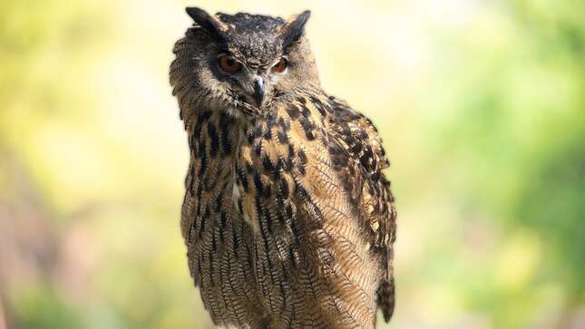 Gladys the Eurasian eagle owl