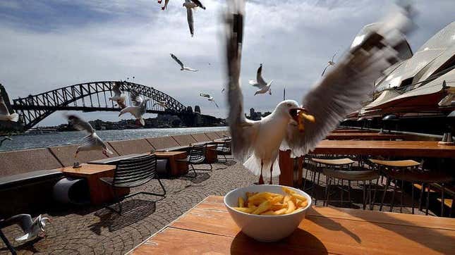 Seagull eating chips out of bowl
