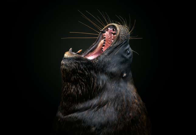 Image for article titled Epic and intimate glimpses of nature from the Sony World Photography Awards