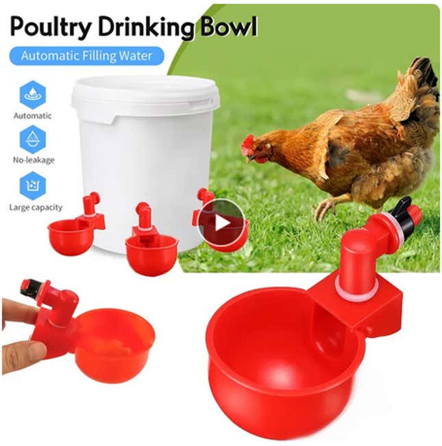 A drinking bowl for a chicken.