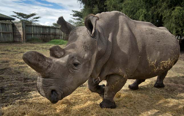 Northern white rhino