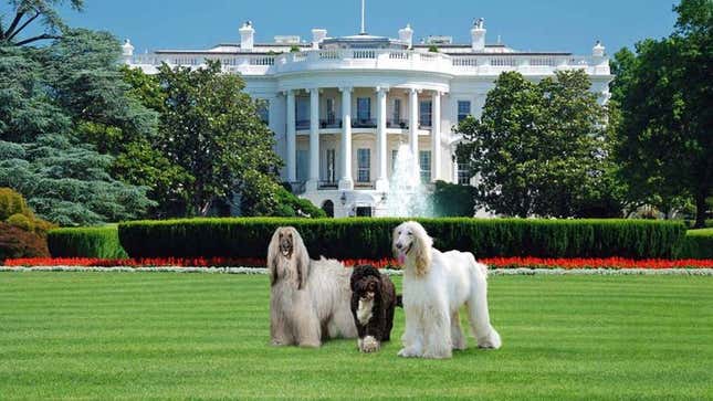 Image for article titled The Onion Looks Back At The Life And Legacy Of First Dog Bo Obama