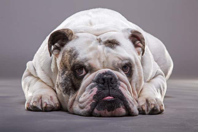 Image for article titled The Unhealthiest Dog Breeds