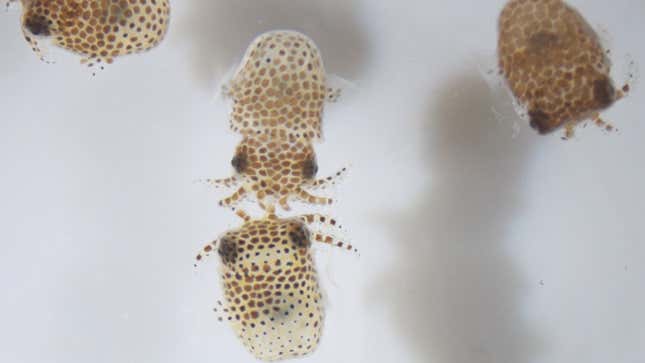 These immature bobtail squid (Euprymna scolopes) are part of UMAMI, an investigation that examines whether space alters the symbiotic relationship between the squid and the bacterium Vibrio fischeri.