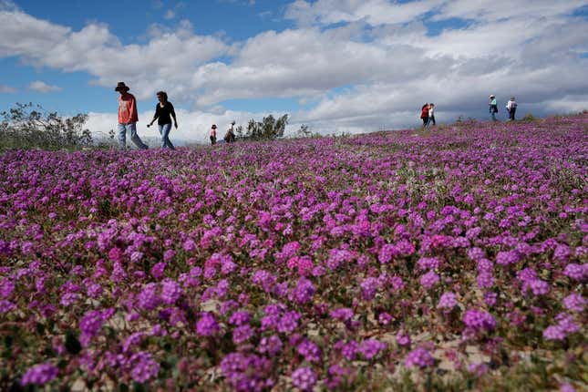 Image for article titled California’s colorful super blooms, in pictures