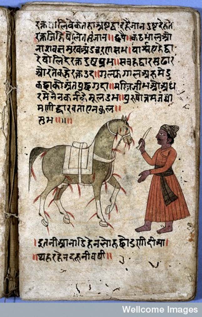 Bloodletting on a horse. Illustration and text, 18th century. From Asvacikitsa.
