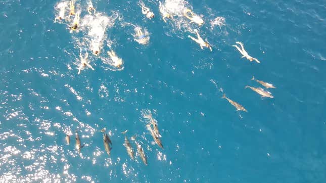 Hawaii state law requires swimmers to remain 50 yards away from spinner dolphins in the state’s waters.