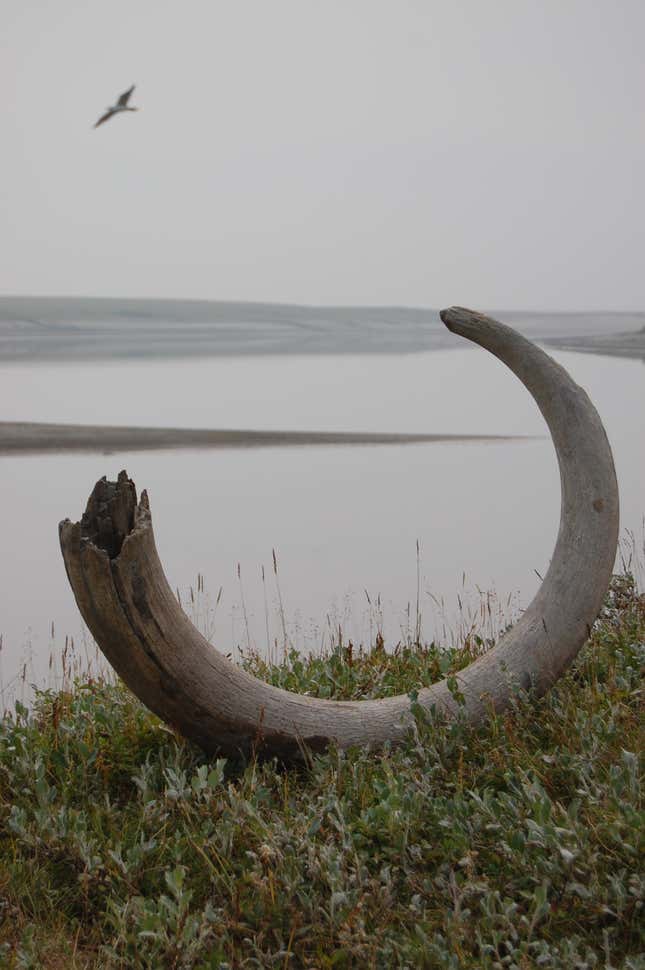 A mammoth tusk, split at the base.