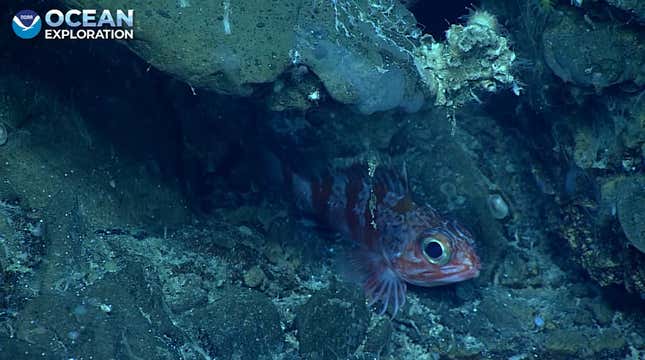 red bellied rosefish