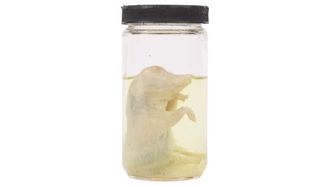 Image for article titled The Onion&#39;s Essential College Shopping Guide