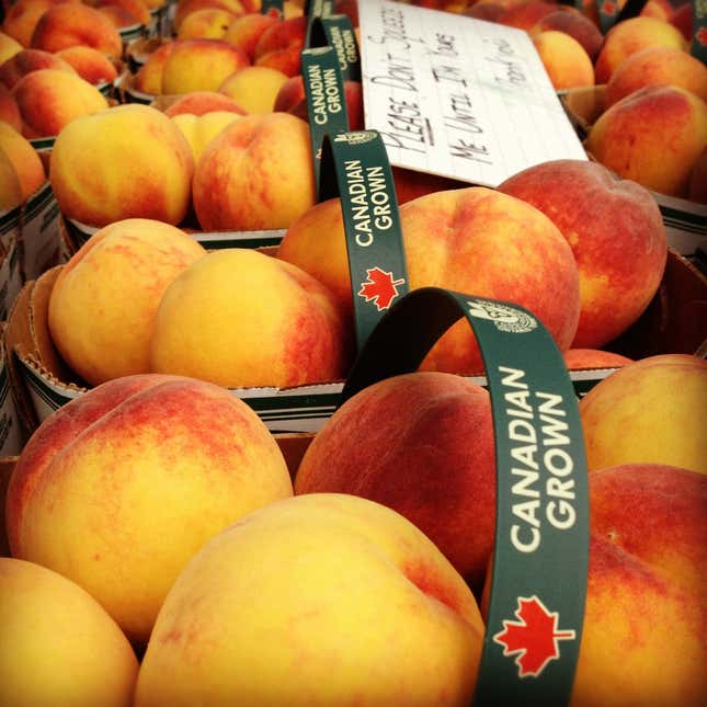 Canadian grown peaches could be coming to a grocery store near you.