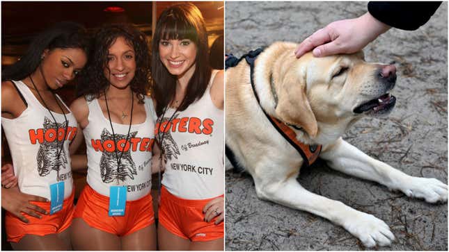 At Hooters, every dog has his day